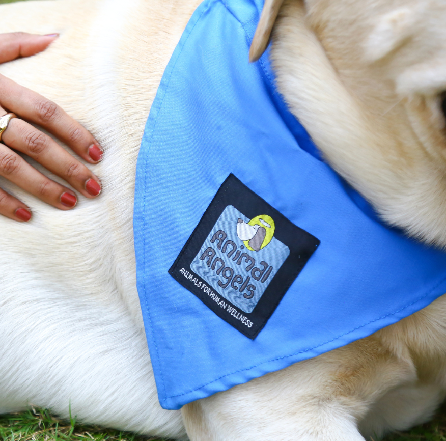 Therapy dog interaction 12