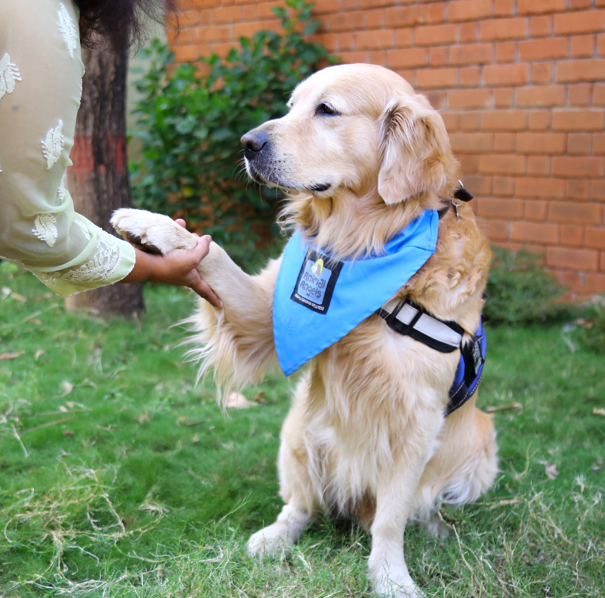 Therapy dog interaction 9