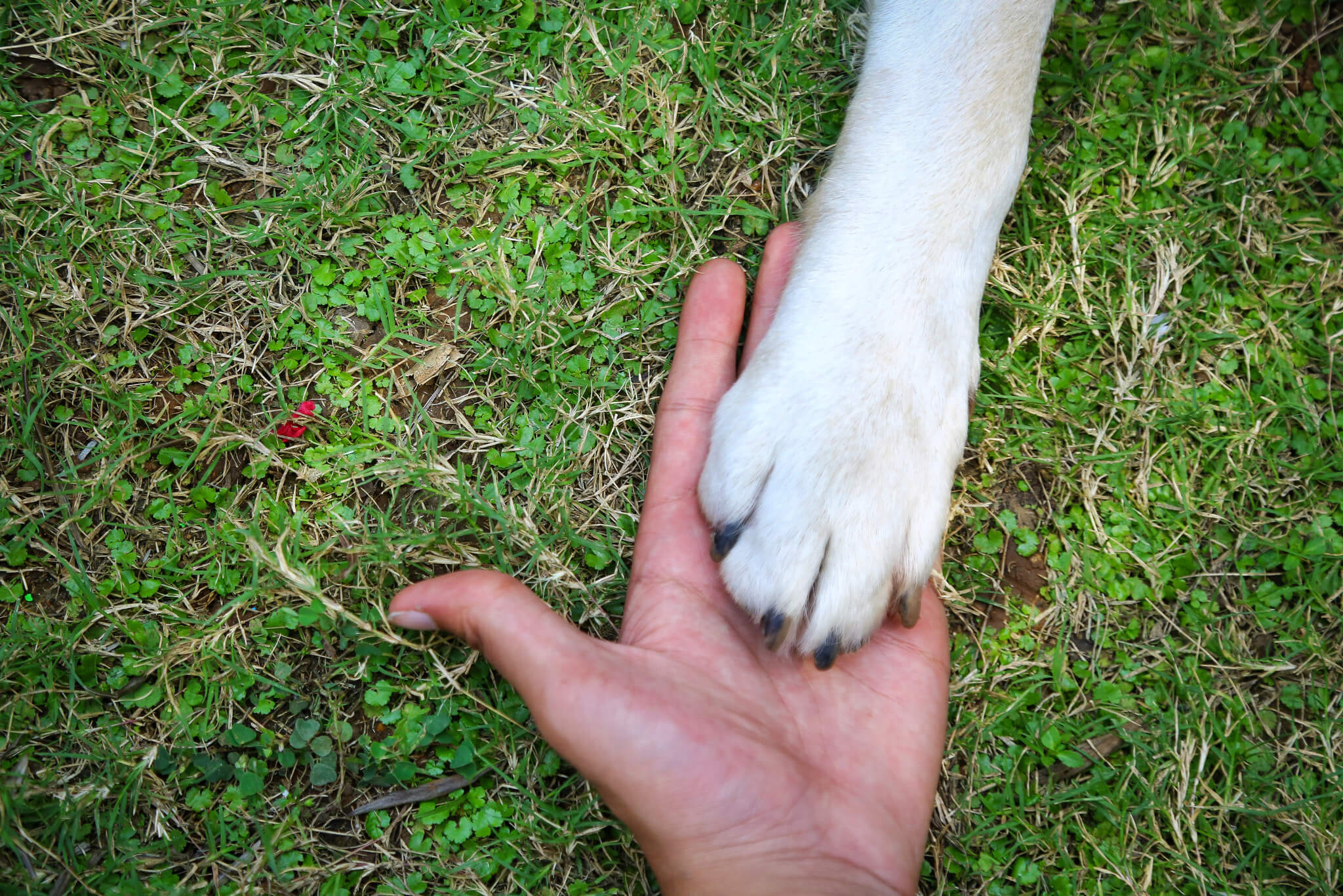 Animal Angels Therapy Centre