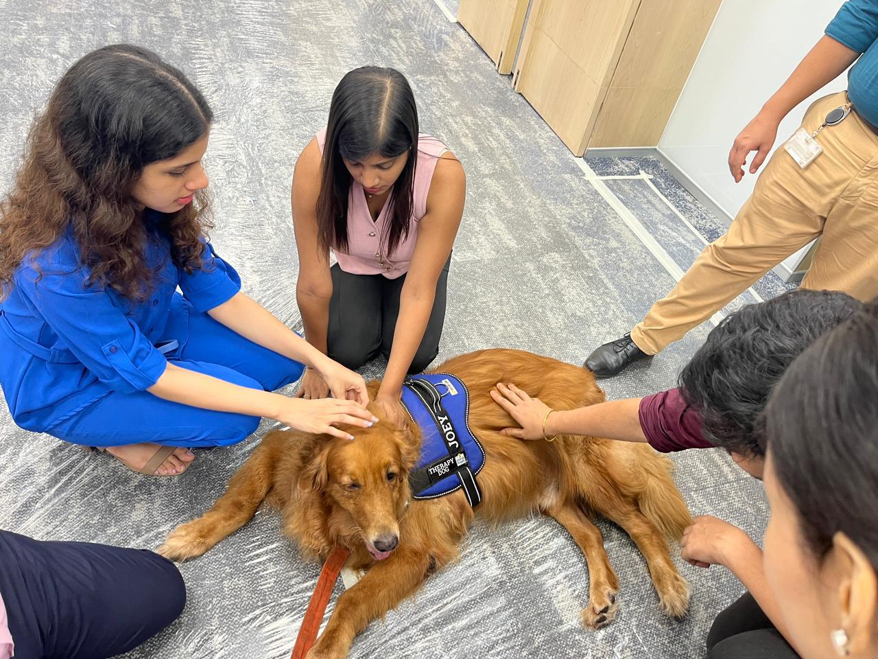 Equine Therapy Training