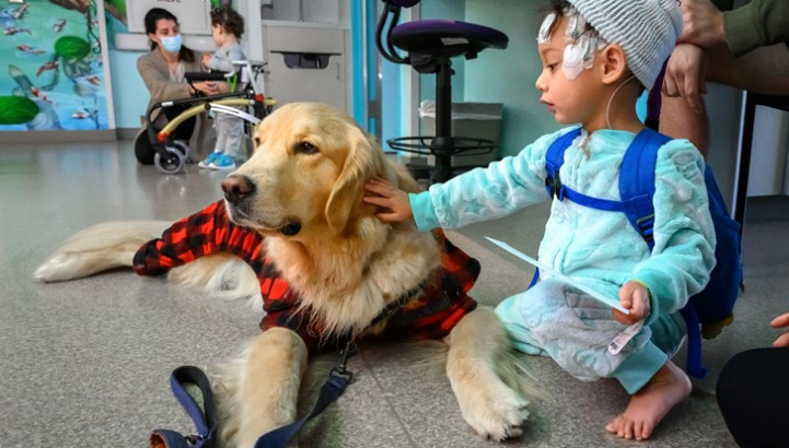 Therapy animal in hospital