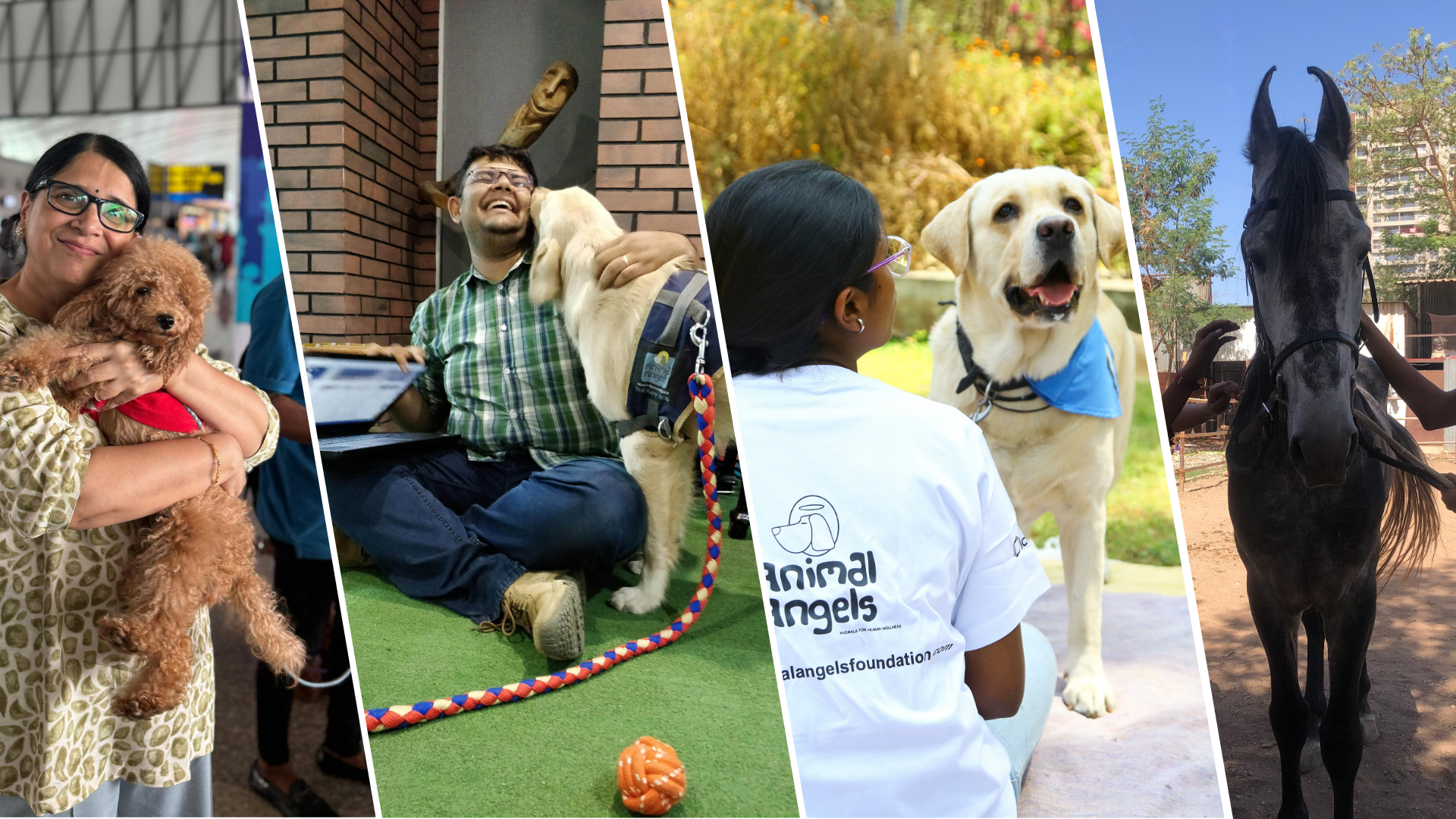 Therapy dog with person