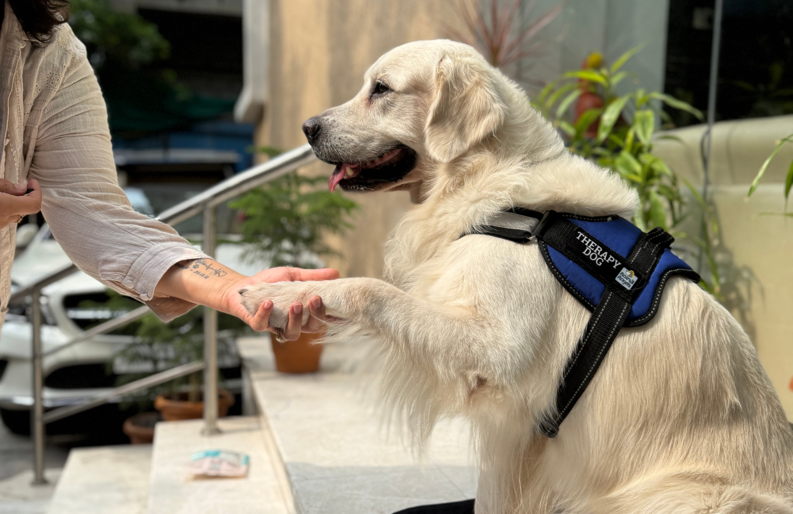 Corporate Comfort Dogs