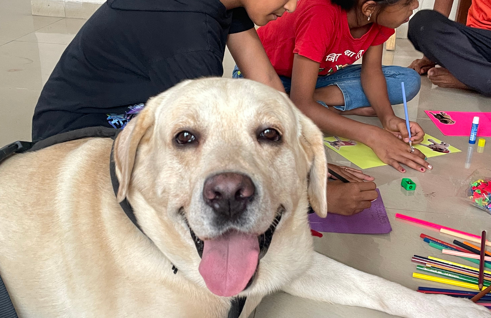 Paws to
Play Program